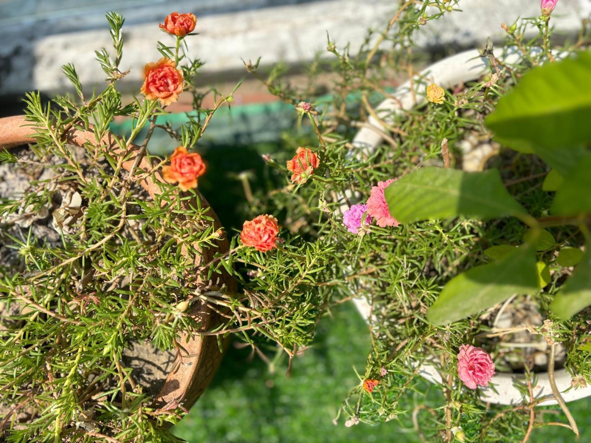 Good Morning Hoi An Homestay And Hostel מראה חיצוני תמונה